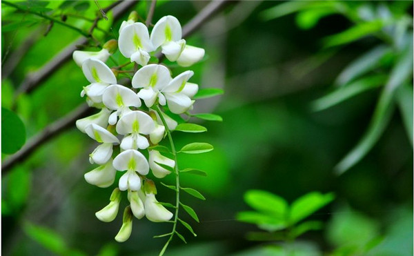 槐花香裡憶童年